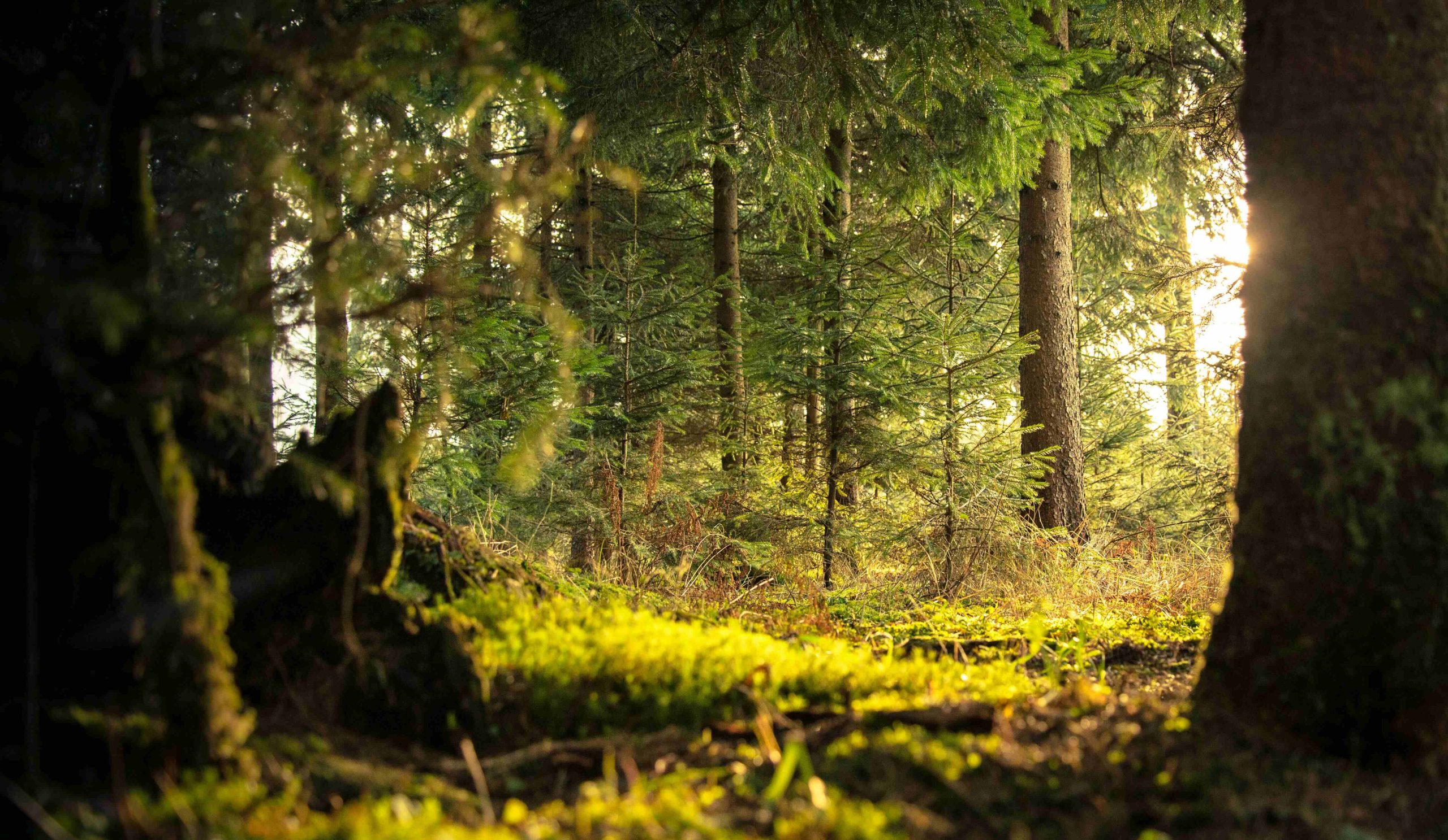 Stok Karbon di Hutan Tanaman Industri