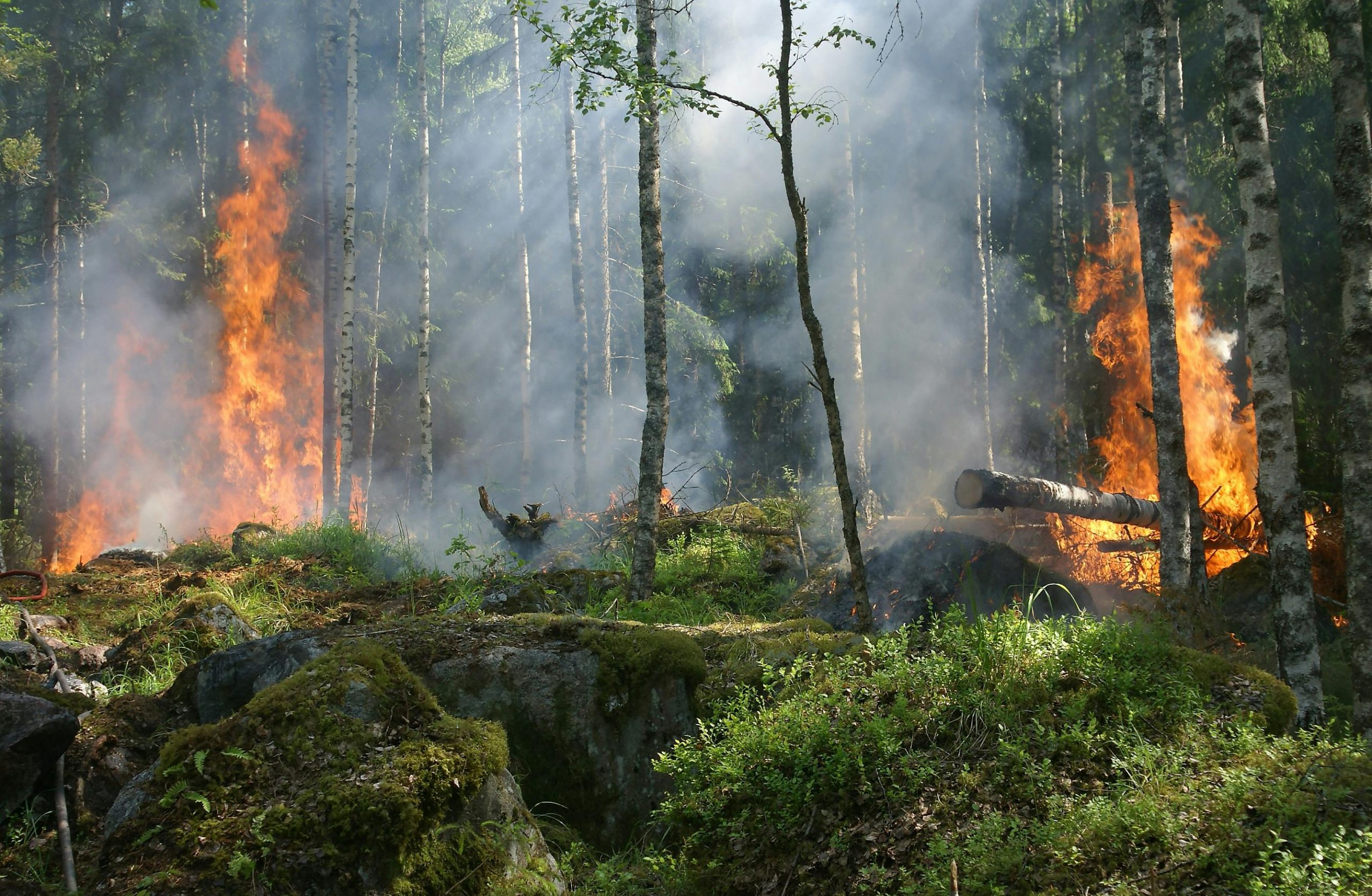 Sensor IoT untuk Deteksi Kebakaran Hutan