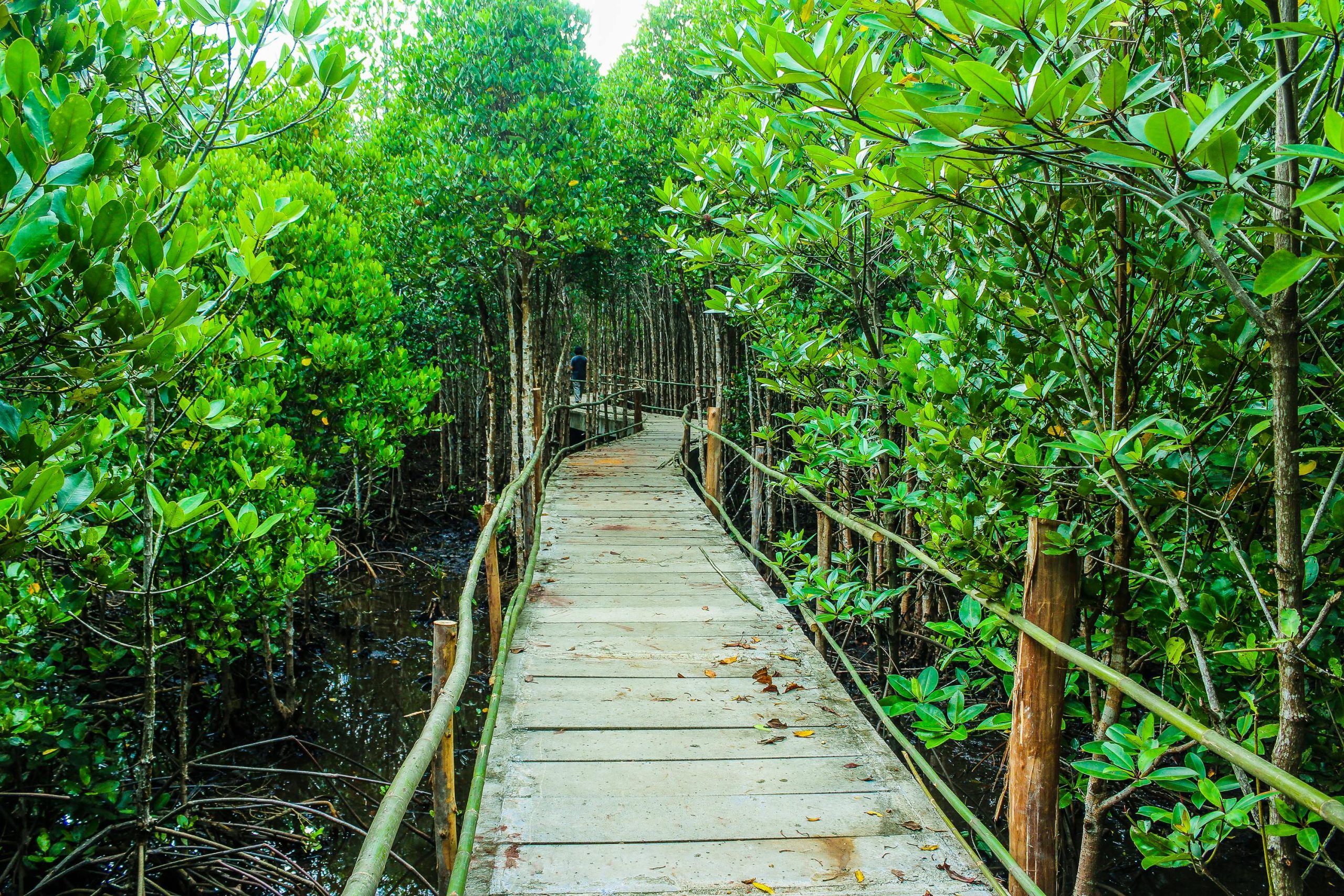 Jasa Ekosistem Mangrove dalam Mitigasi Bencana