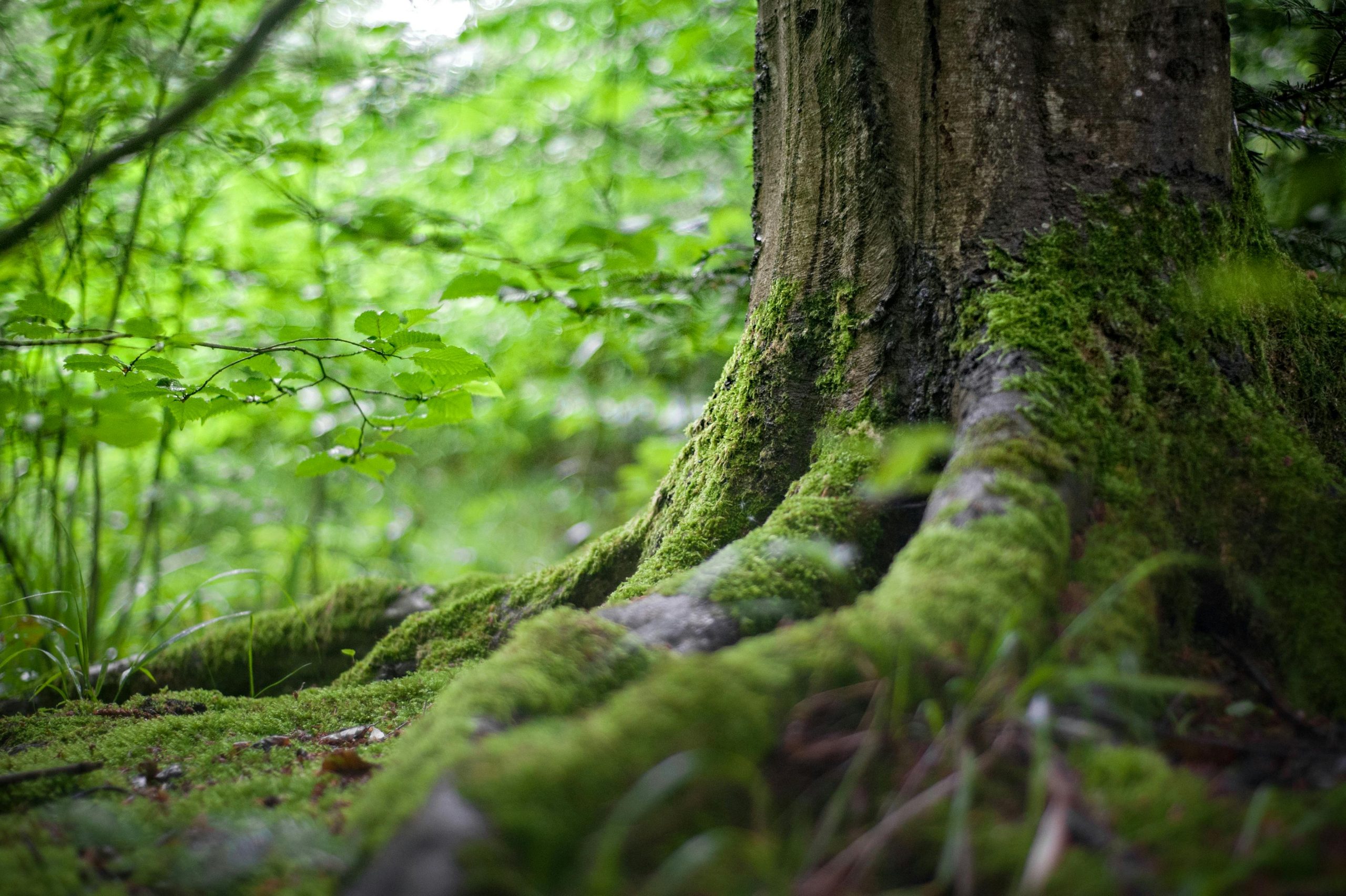 Emisi Karbon Akibat Kebakaran Hutan